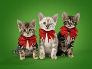 Three happy and cute Bengal kittens wearing red bows