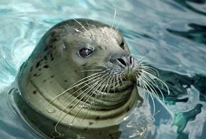 Harbor Seal - close-up of head in water - rocky