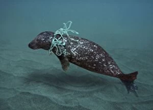 Images Dated 11th January 2017: Harbor Seal entangled in fishing net