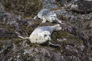 Images Dated 19th June 2007: Harbor Seal - Katmai National Park - Alaska