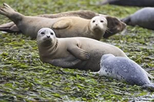 Harbor Seal - Mother and pup