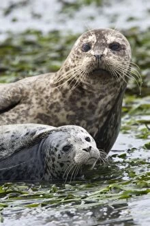 Seals Collection: Harbor Seal - Mother and pup - Elkhorn Slough - CA