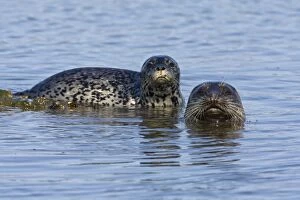 Images Dated 3rd April 2009: Harbor Seal - Mother and pup - Elkhorn Slough - CA