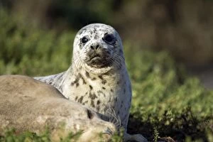 Harbor Seal - pup