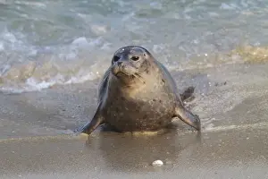 Phoca Prints: Harbor Seal - pup on shore - January in San Diego California, USA