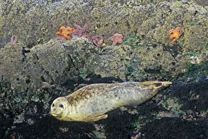 Harbor Seals - basking on rocks at low tide with Sea Stars / Starfish and Green Anemone. Oregon, Pacific Northwest. ML1130