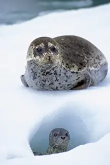 Seals Prints: Harbor Seals TOM 604 Mother with young pup on ice flow (place where mother gives birth) LeConte Glacier