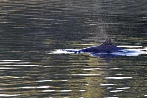 Images Dated 24th July 2008: Harbour Porpoise - with fin just above water - Flatanger - Norway