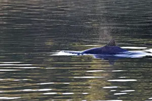 Harbour Porpoise - with fin just above water - Flatanger - Norway