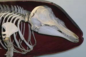 Images Dated 19th November 2005: Harbour Porpoise - Skeleton inside shape of skin