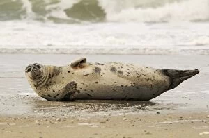 Harbour seal on a beach