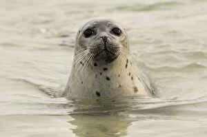 Harbour seal - looking out of water