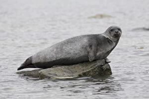 Images Dated 7th August 2020: Harbour Seal stone 27