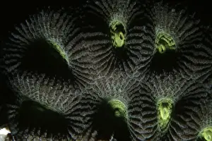 Hard Coral