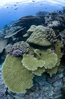 Hard Coral with fish