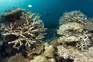 Chromis Prints: Hard Coral Garden - (Acropora loripes) - Asha Thila - Meemu - Maldives