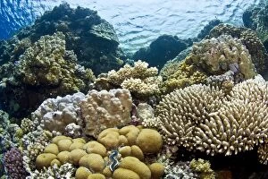 Acropora Gallery: Hard Coral Reef