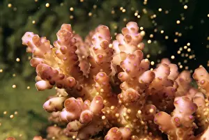 Spawning Prints: Hard Coral - spawning Lizard Island National Park