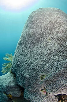 Images Dated 25th February 2019: Hard Coral - with sun in background - The Cove dive site, Atauro Island