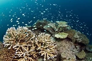 Images Dated 1st January 2011: Hard Corals and Blue-green Chromis - (Acropora loripes) - Asha Thila - Meemu - Maldives