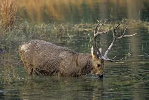 Drinking Prints: Hard-ground Swamp Deer drinking from a pond Kanha National Park India