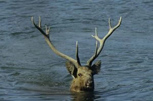 Hard ground Swamp Deer in the lake Saundars