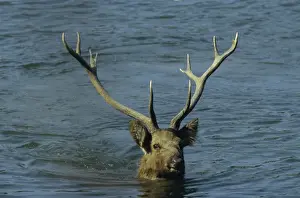 Hard ground Swamp Deer in the lake Saundars Kanha National Park, India