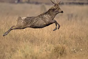 Hard-ground Swamp Deer leaping, Kanha National Park, India