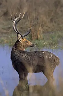 Hard-ground Swamp Deer in the pond, Kanha National Park, India