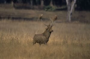 Hard Ground Swamp Deer during rutting season