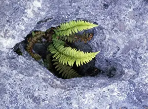 Hard Shield Fern - in gryke, limestone pavement