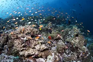 Maldives Prints: Hardcoral Garden - Dega Thila - Eboodhoo - Maldives