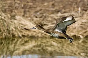 Hardhead - Female in flight - On a pond at the Mt Barnett Water Teatment Plant, Gibb River Road, Kimberley, Western Australia