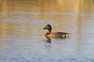 Hardhead Male at Mt Barnett Water Treatment Plant, Gibb River Road, Kimberley, Western Australia