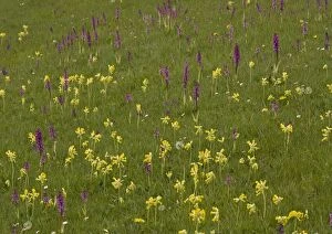 Images Dated 30th April 2005: Hardington Moor NNR in spring, with masses of orchids and cowslips