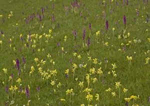 Orchids Prints: Hardington Moor NNR in spring, with masses of orchids and cowslips
