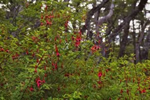 Bushes Gallery: Hardy Fuchsia / Bushy Fuchsia - big blooming bushes