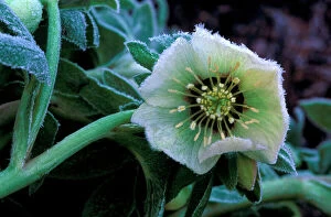 Frost Collection: Hardy Hellebore x Hybridus - surviving sharp over-night frost - January Kent garden. UK