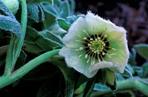 Weather Prints: Hardy Hellebore x Hybridus - surviving sharp over-night frost - January Kent garden. UK