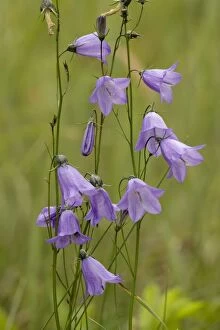 Images Dated 11th July 2006: Hare-bells (Campanula rotundifolia). Scotland