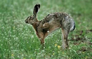 Hare stretching in flowers of Shepherd's-purse