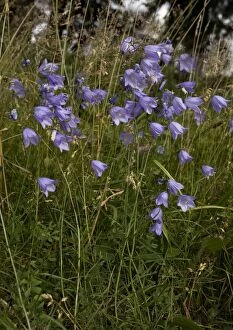 Images Dated 2nd August 2005: Harebell