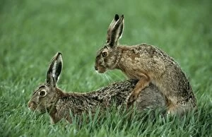 Images Dated 26th May 2005: Hares - copulating