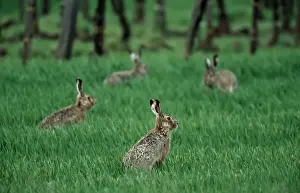 Four Hares in a meadow