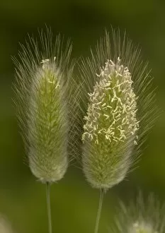 Images Dated 13th May 2005: Hare's-tail. Rare grass on coastal sites