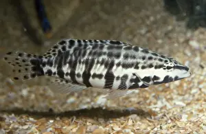 Bass Prints: Harlequin Bass Caribbean