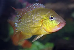 Cichlids Prints: Harlequin Cichlid - freshwaters Colombia and Ecuador, S. America