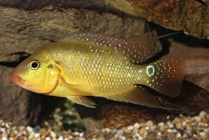Images Dated 27th July 2008: Harlequin Cichlid- freshwaters Colombia and Ecuador, S. America