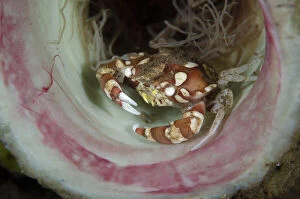 Southeast Asia Gallery: Harlequin Crab - inside Tube Anemone, Cerianthus sp - Batu Niti Slope dive site, Seraya