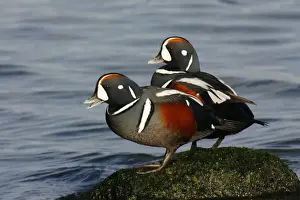 Harlequin Duck